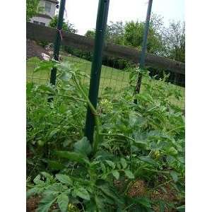  The Tomato Stake   3 PACK   better than metal tomato cages 