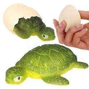  Turtle Egg Magic Growing Pet Toys & Games