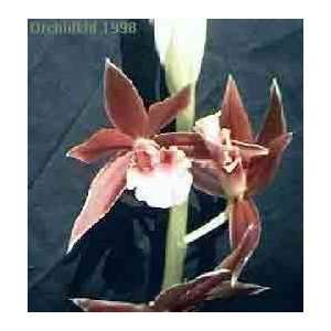 Phaius mishmense (tankervilleae) 1067  Grocery & Gourmet 