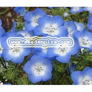  BABY BLUE EYES Nemophila Menziesii     5,000 Flower Seeds 