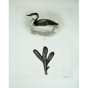  1908 Slavonian Grebe Foot Great Crested Grebe