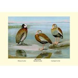 Paper poster printed on 20 x 30 stock. White faced, Black bellied and 