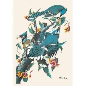  Exclusive By Buyenlarge Blue Jay 20x30 poster