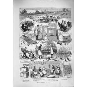 1887 POULTRY FARM CHICKEN COOPS INCUBATORS EGGS 