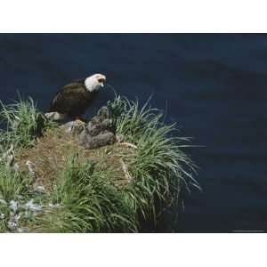  An American Bald Eagle and Its Chicks in Their Clifftop 