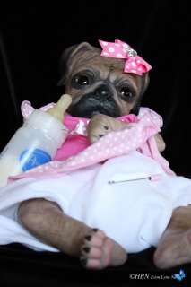 HBN* PROTOTYPE OOAK Reborn Baby PUG PUPPY DOG Denise Pratt   Princess 