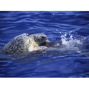  Leatherback Turtles Mating Off the Coast of Aldabra Island 