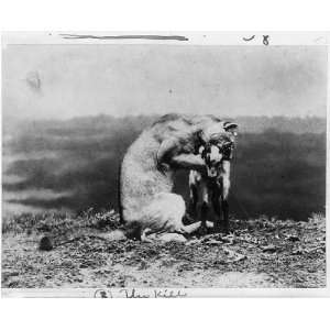   The kill,Female Lion,young goat,1889,Ottomar,Anschutz