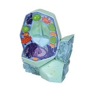   Plant Cell Model, magnified 500,000 1,000,000 times 