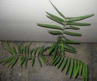ZAMIA LODDIGESII   CYCAD   OVERGROWN 1 GALLON PLANT  