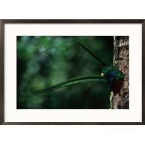  A male resplendent quetzal peers from its nest in a hollowed 