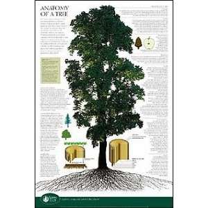    Anatomy Of A Tree   Explanation   35.7x23.8 inches