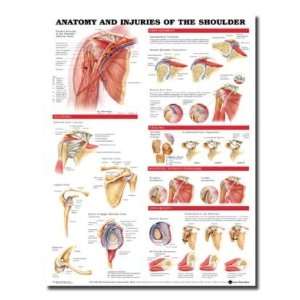   and Injuries of the Shoulder Anatomical Chart