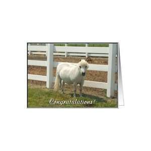  Congratulations White miniature horse Card Health 