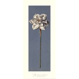  Francesco Mengucci   White Narcissus Size 24x10 Poster by 