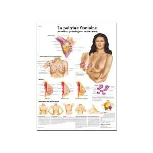   Female Breast Anatomy, Pathology and Self Examination Chart, French