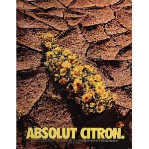   Ad Absolut Citron Vodka Yellow Flowers Desert NICE   Original Print Ad