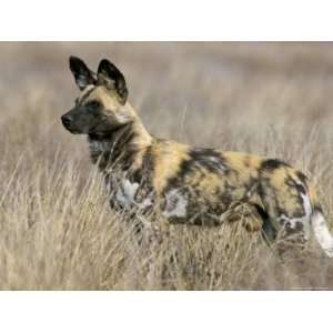 Wild Dog (Painted Hunting Dog) (Lycaon Pictus), South Africa, Africa 