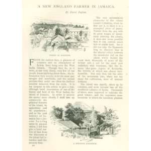  1894 Jamaica Port Antonio Kingston Tom 