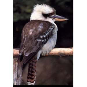  KOOKABURRO 9823 CROSS STITCH CHART