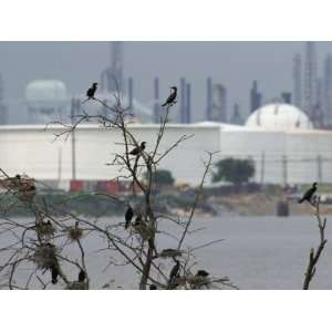 Cormorants Nest Near an Oil Refinery in Houston, Texas Premium 