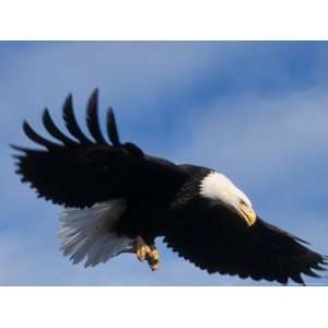 Bald Eagle Flying with a Fish, Kachemak Bay, Alaska, USA Photographic 