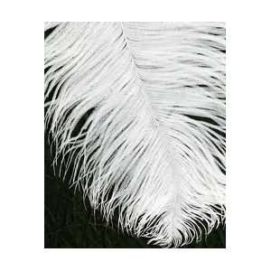  200 White Ostrich Feathers 14/17 