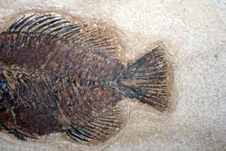 Super Fine Green River Fossil fish Priscacara 12x12 inches 