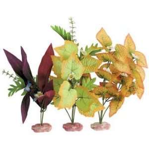  Top Quality Plant   Multipack African Sword & Foxtail 
