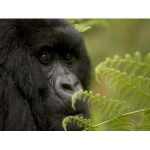  Endangered Mountain Gorilla (Gorilla Gorilla Beringei 