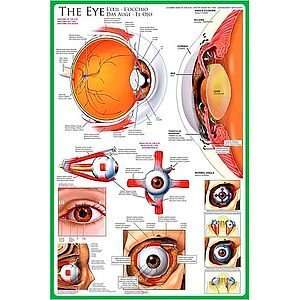  The Eye Anatomy Poster