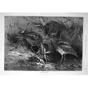  1871 Month November Bird Goddard Animal Old Print