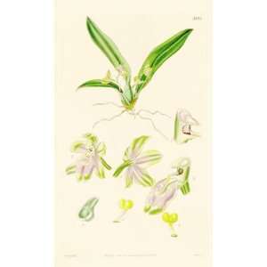  Curtis 1840 Antique Print of the Large Anthered Oncidium 