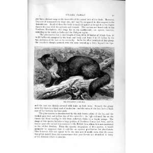   NATURAL HISTORY 1894 PINE MARTIN WEASEL FAMILY ANIMAL