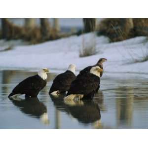  A Group of American Bald Eagles Stand in Alaskas Icy 