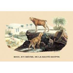   Chevre, de la Haute Egypte (Egyptian Goats)   08903 2
