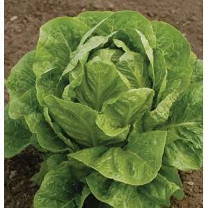  Davids Non Hybrid Organic Lettuce Jericho 400 Seeds per 
