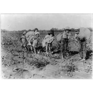 6 children holding bags of cotton in cotton field,c1912 