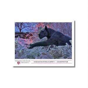  Washington State Cougar 9x12 Unframed Photo by Replay Photos 