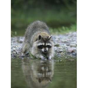  Raccoon Washing its Hands and Food, Procyon Lotor, North 