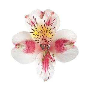   (White w/ Pink)   Alstroemeria   120 stems Arts, Crafts & Sewing
