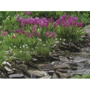  Parry Primrose, Primula Parryi, Rocky Mountains, North 