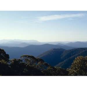  Mountains and Valleys Covered in Alpine Ash Eucalypt Tree 