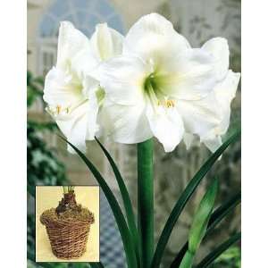  Amaryllis White Christmas in a Rustic Vine Basket Patio 