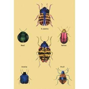  Beetles of Barbary and the Americas #2 24x36 Giclee