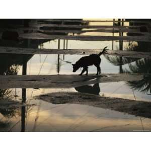  A Dog Walking a Street Pocked with Rain Filled Puddles 