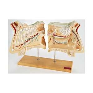  Nose and Olfactory Organ Model Set 