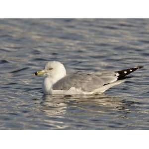  Ring Billed Gull (Larus Delawarensis) on the Water 