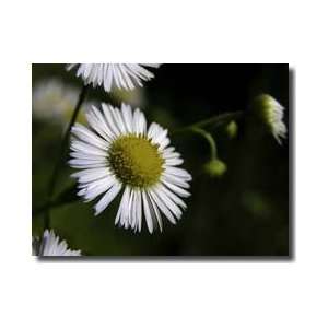 Daisy Fleabane North Carolina Giclee Print 