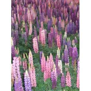  Lupine Russell Hybrid Mix Patio, Lawn & Garden